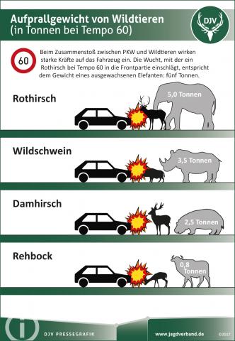 Aufprallgewicht beim Wildunfall