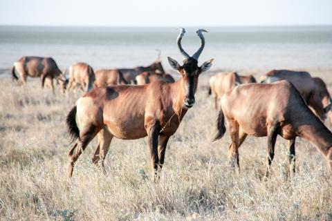 Kuhantilope in Namibia, eine der Arten, deren Fleisch künftig wieder in die EU importiert werden darf. (Quelle: Wunderlich/DJV)