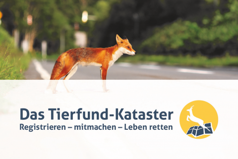 Schwerpunktmäßig geht es beim Tierfund-Kataster darum, Wildunfälle zu vermeiden und Straßen wildtierfreundlicher zu gestalten. (Quelle: DJV)