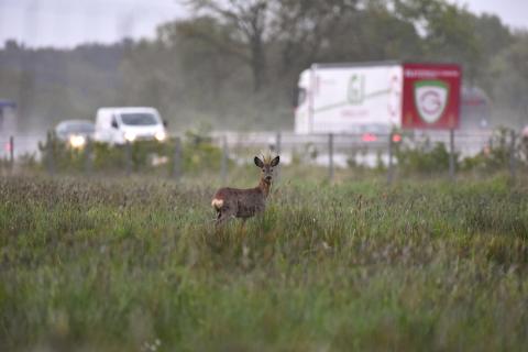 Bock vor Autobahn