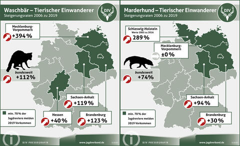 Teaser: Waschbaer und Marderhund Steigerungsraten