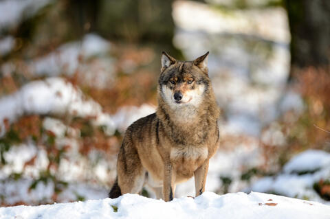 Wolf im Winter