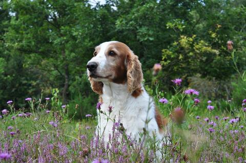 English Springer Spaniel