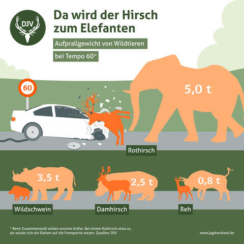 Wildunfall: Aufprallgewicht