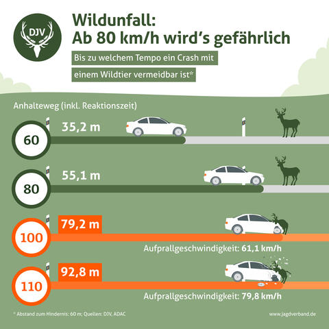 Wildunfall: Bremsweg und Aufprallgeschwindigkeit