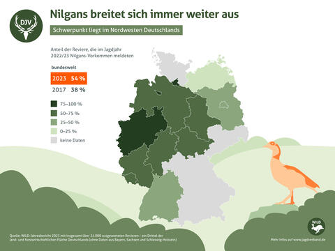 Nilgans breitet sich immer weiter aus