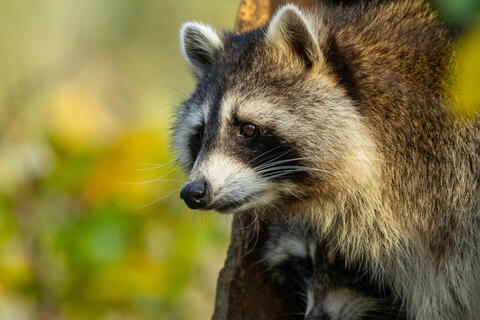 Waschbär im Herbst