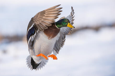 Stockerpel im Flug