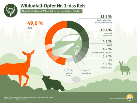 Wildunfall-Opfer Nr. 1: das Reh