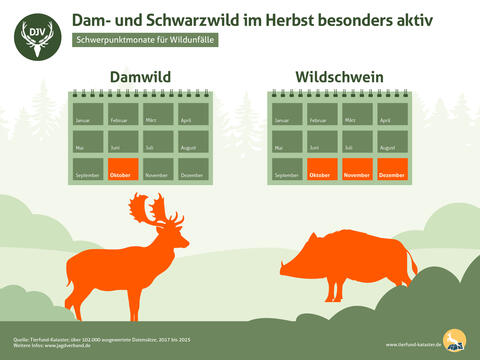 Dam- und Schwarzwild im Herbst besonders aktiv