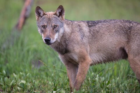 Freilebender Wolf im Gras