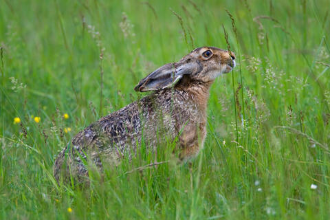 Feldhase auf Wiese
