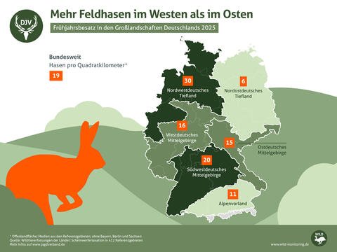 Mehr Feldhasen im Westen als im Osten: Frühjahrsbesatz in den Großlandschaften Deutschlands 2025
