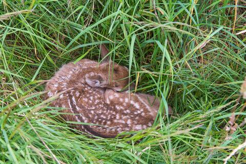 Rehkitz im Gras, liegend, versteckt