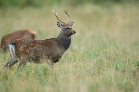 Sikahirsch im Gras