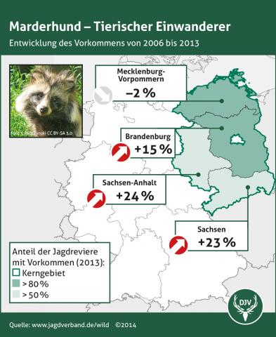 Marderhund: Verbreitung 2006-2013