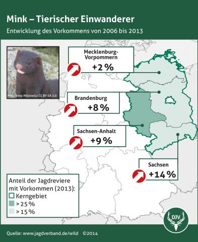 Mink - Entwicklung des Vorkommens 2006 bis 2013