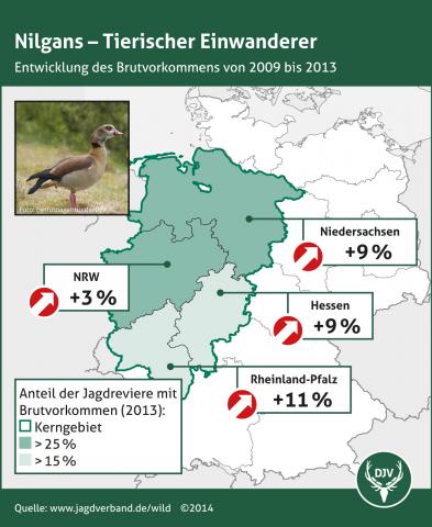 Nilgans - Entwicklung des Brutvorkommens 2009-2013