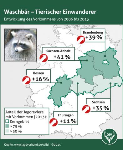 Waschbaer: Verbreitung 2006-2013