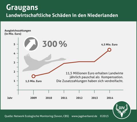 Graugans: Landwirtschaftliche Schäden in den Niederlanden