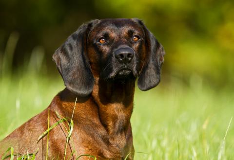 Bayerischer Gebirgsschweißhund_misch-art