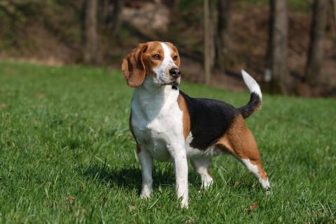 Beagle   