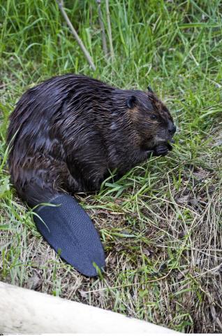 (Quelle: Tierfotoagentur.de/DJV)