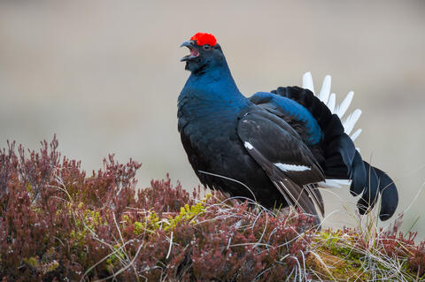 Birkhahn (Quelle: Aconcagna CC BY-SA 3.0)