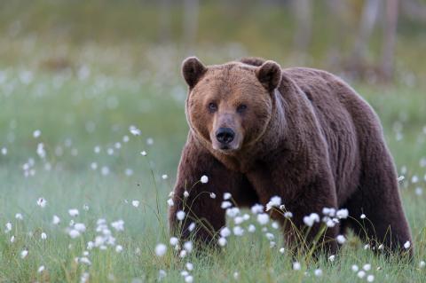 Der Bestand an Braunbären in Rumänien steigt seit Jahrzehnten kontinuierlich an und wird aktuell mit 8.300 Tieren beziffert. (Quelle: Rolfes/DJV)