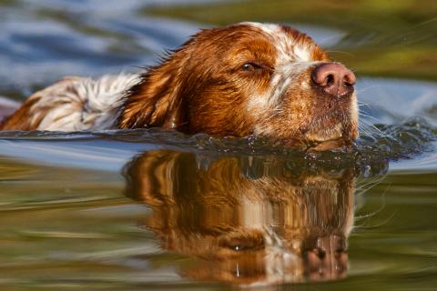 Bretonischer VorstehhundBretonischer Vorstehhund