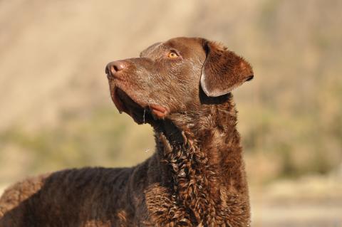 Chesapeake Bay Retriever (Apportierhund)