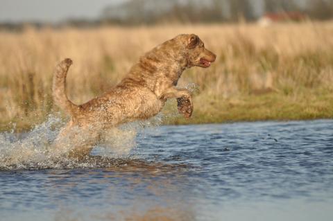 Chesapeake Bay Retriever (Apportierhund) 2