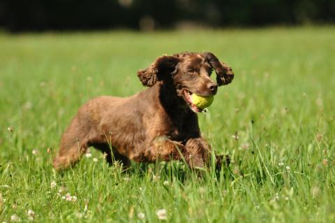 Cockerspaniel