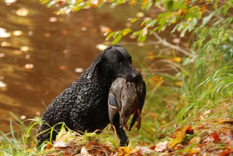 Curly Coated Retriever