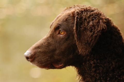 Curly Coated Retriever