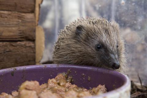 Igel am Fressnapf