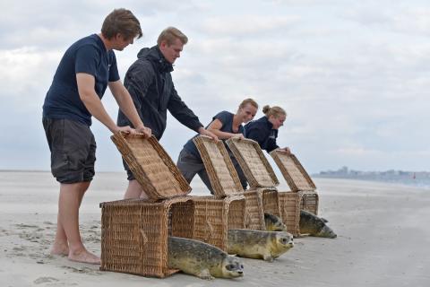 Seehunde, Auswilderung, Nordsee