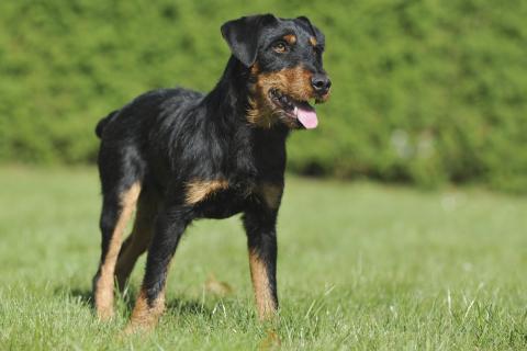 Deutscher Jagdterrier