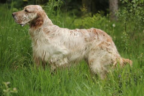 English Setter 