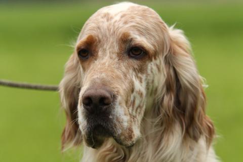 English Setter