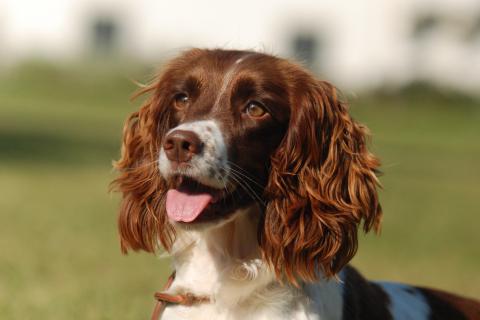 English Springer Spaniel