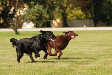 Flat Coated Retriever