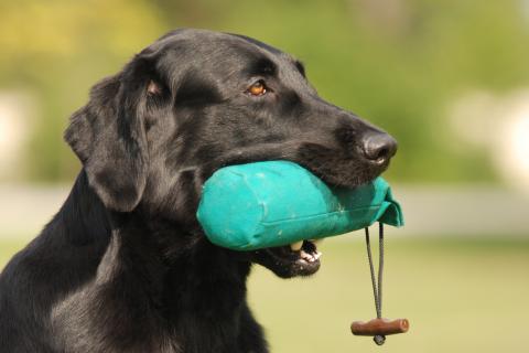 Flat Coated Retriever