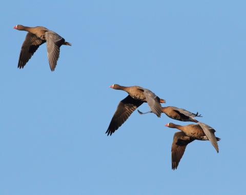 Reisen wie andere Gänsearten in V-Formation: Zwerggänse im Flug