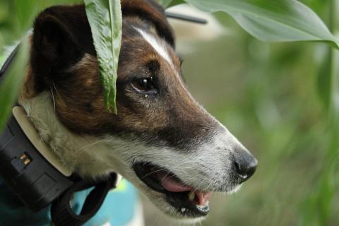 LYKX Riss Auto Aufkleber Fenster Aufkleber Hund Aufkleber Haustier