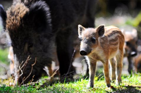 Wenn es um ihren Nachwuchs geht, versteht die Bache keinen Spaß: Aufgebrachte Wildschweinmütter können einen (zu) neugierigen Hund auch mal schwer verletzen. (Quelle: djv/kaufmann)