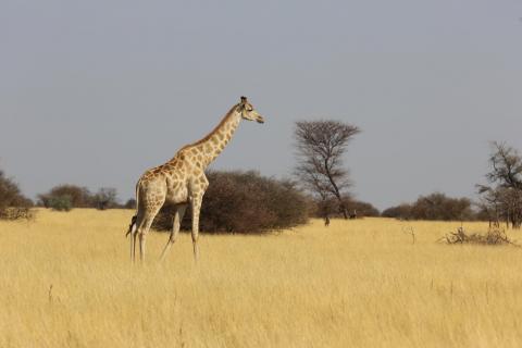 Giraffe in einer Conservancy in Namibia
