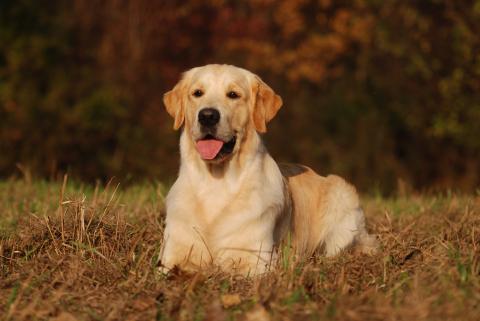 Golden Retriever (moorhunde.de)