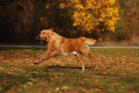 Golden Retriever (moorhunde.de)