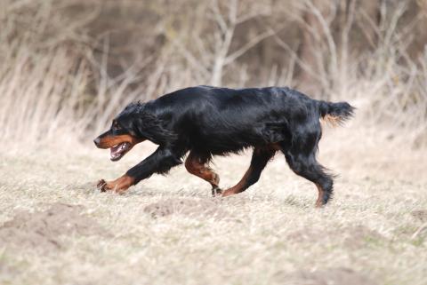 Gordon Setter 